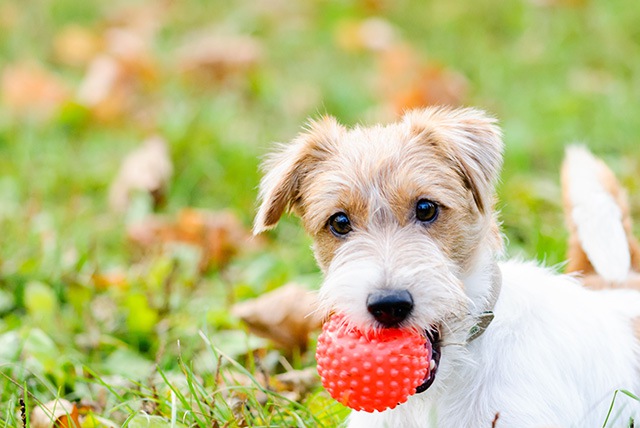 散歩中におもちゃをくわえる犬