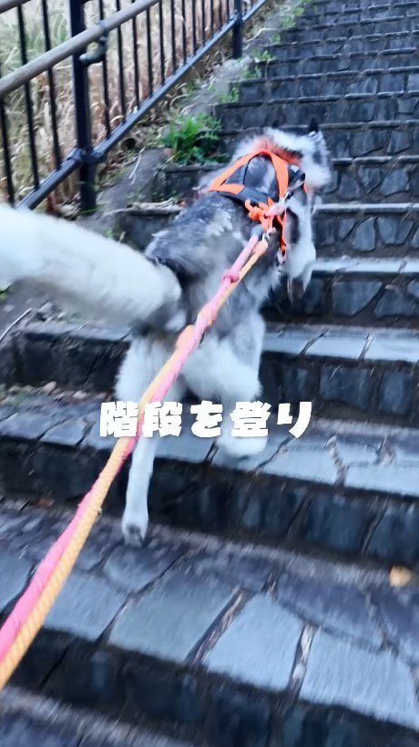 階段を登る若いハスキー犬
