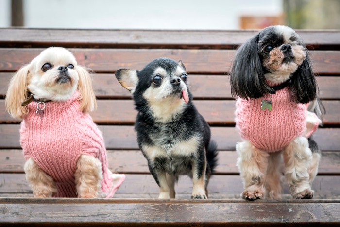3頭仲良く並んでベンチの上にいるチワワとシーズー