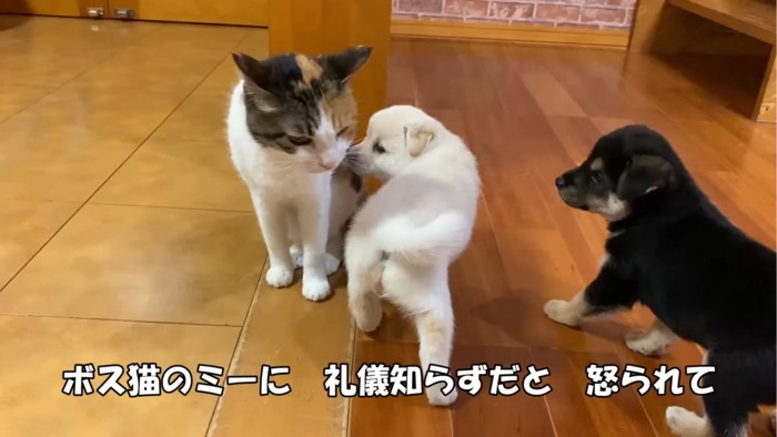 猫を見る2匹の子犬