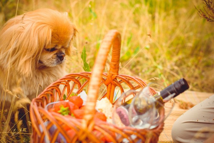 バスケットに入った食べ物を見つめる犬