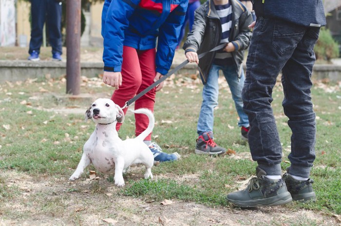 リードを引っ張って遊ぼうとする子犬