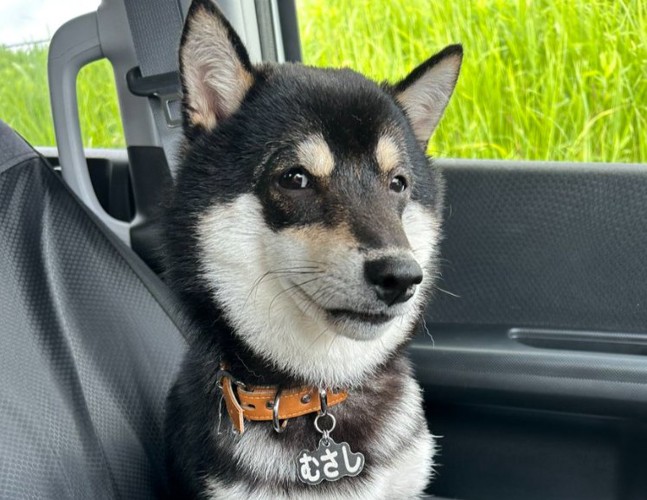 柴犬