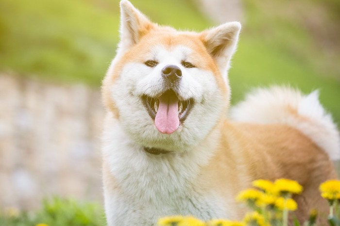 光の中でほほ笑む秋田犬