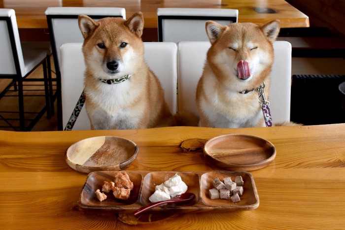 お店でご飯を食べている柴犬