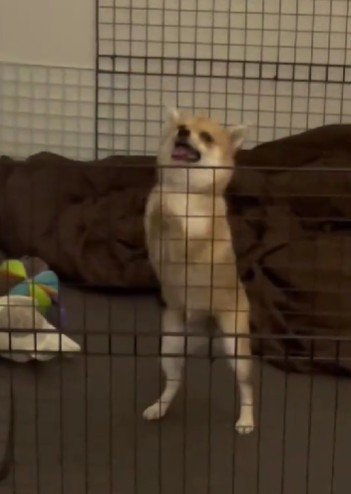 「ちょーだい！！」