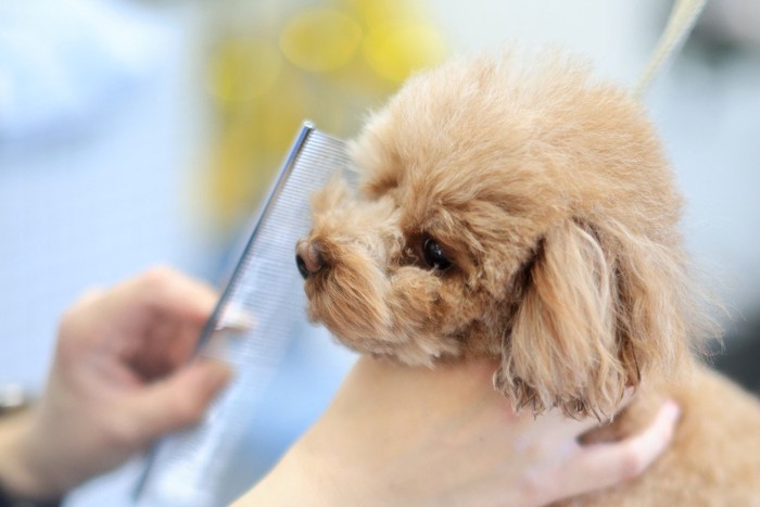 コームで整えてもらう犬