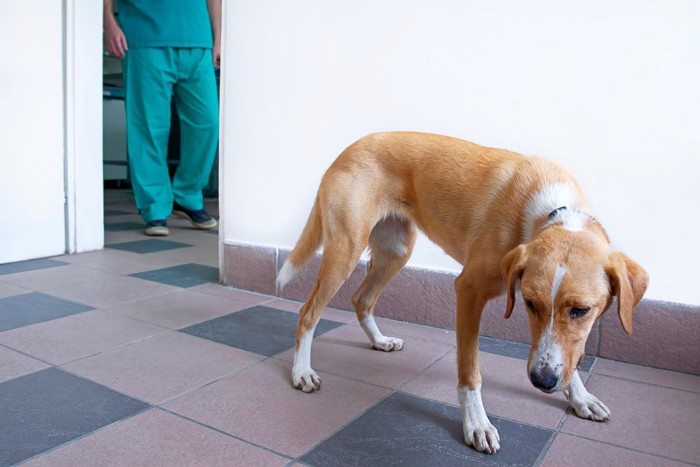 しっぽと頭を下げた白茶の垂れ耳の犬