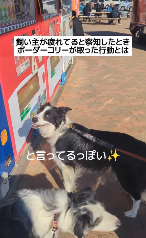 ジッピーくんの気遣い8