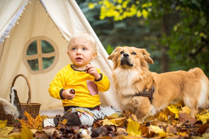 男児と犬