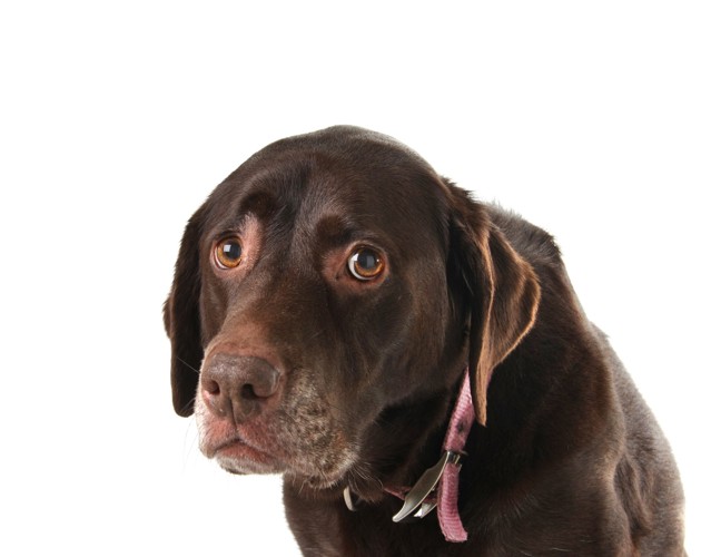 悲し気な表情でうなだれている犬