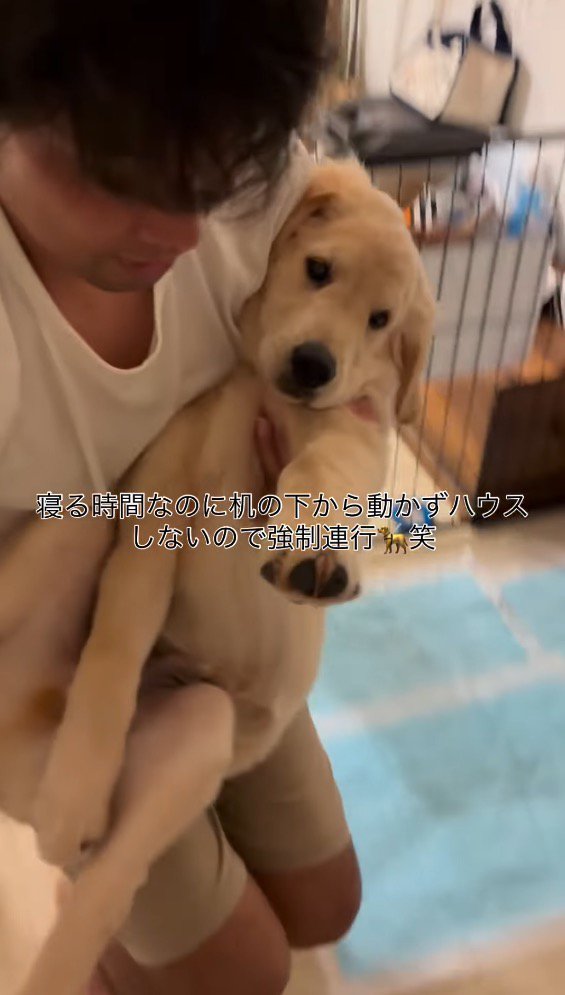 子犬を地面に下ろそうとする男性