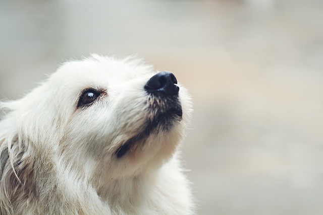 上を向く白い犬