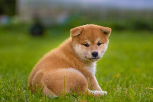 子犬の柴犬