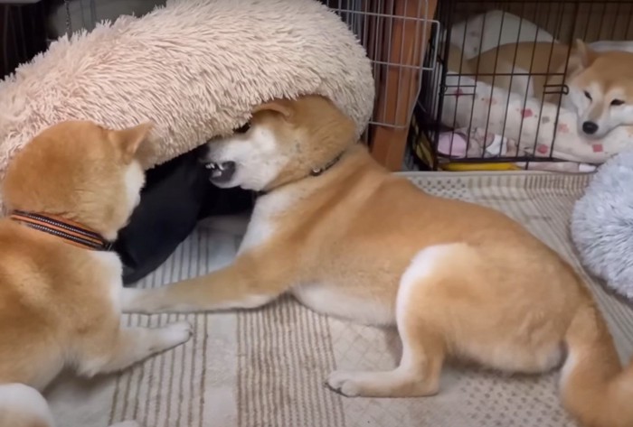 ベッドに顔を埋める犬二匹