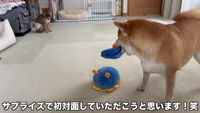 2匹目をお迎え