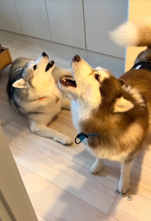 ブルちゃんとベルちゃんの日常3