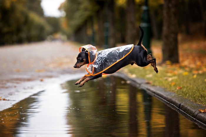 水たまりをジャンプする犬