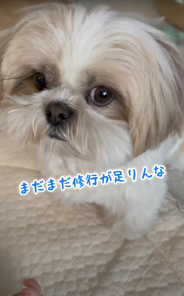 お座りしている犬「まだまだ修行が足りんな」