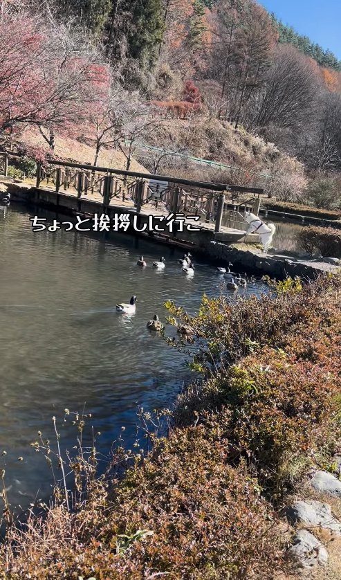 池の橋にいる犬に向かって泳いでいるカモ