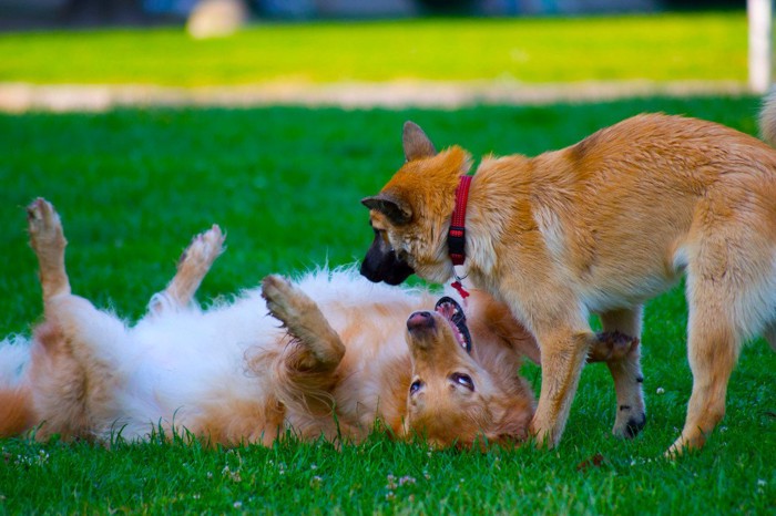 2頭の犬