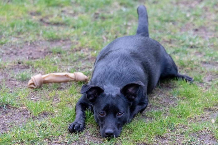 地面に伏せて動きたくない犬