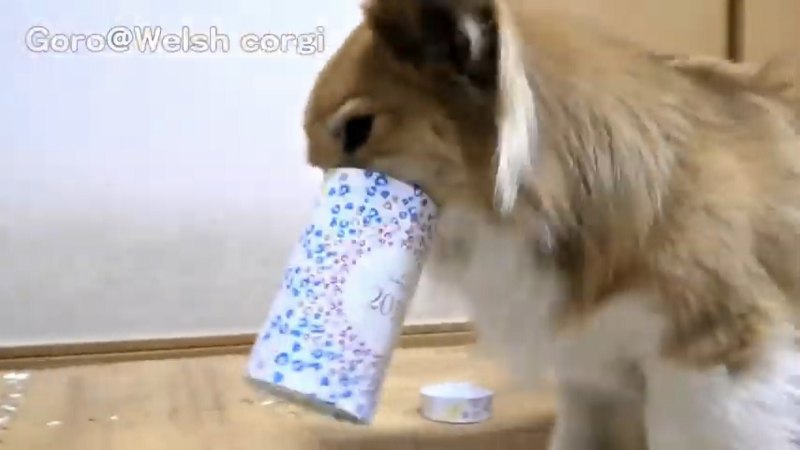 箱に口が挟まる犬