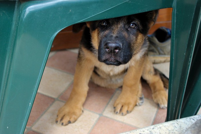 おびえて物陰に隠れるジャーマンシェパードの子犬