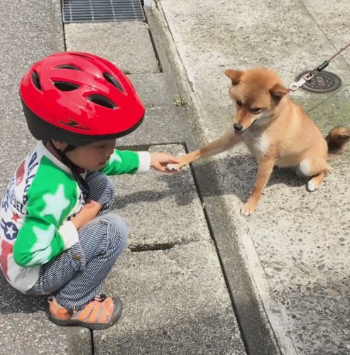 警戒する様子なく前足を「どうぞ」