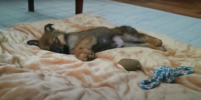 布団の上で眠る子犬