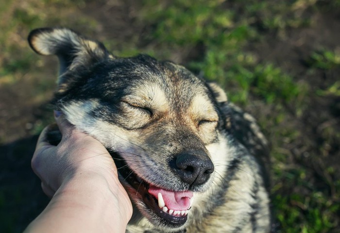 撫でられて笑顔の犬の顔のアップ