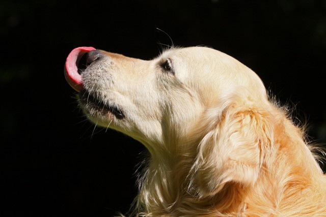 カーミングシグナルを使う犬