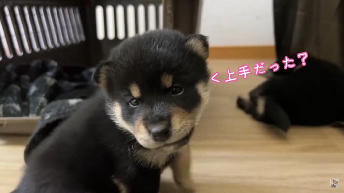 得意げな子犬