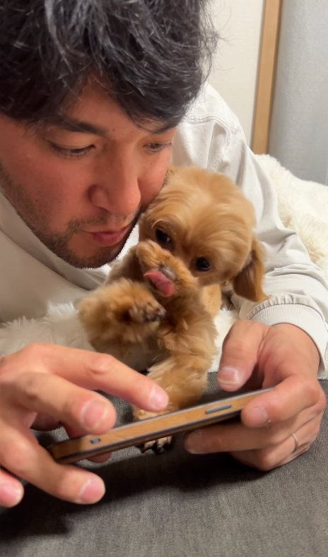 スマホを見るのを邪魔する小型犬