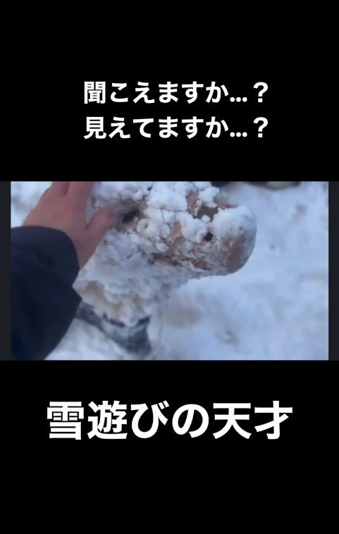 雪まみれのアロちゃん8