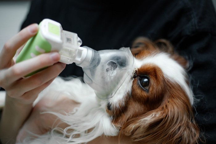 酸素吸入をする犬