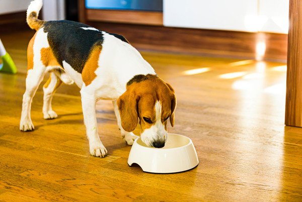 犬にきくらげを与えるときの注意点