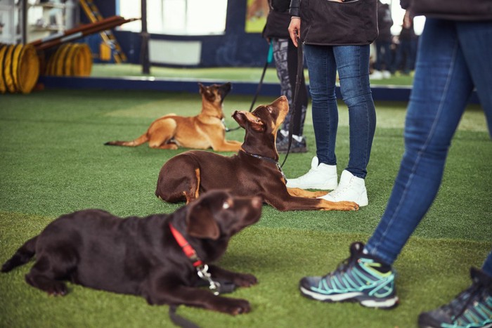 トレーニング中の犬