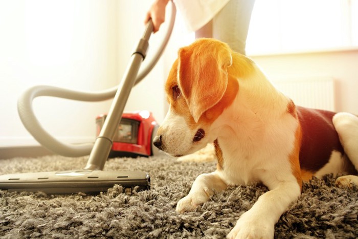 犬のそばで掃除機をかける飼い主