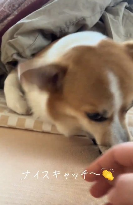 ナイスキャッチのラムちゃん