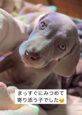 女性のお腹に乗って甘えるワイマラナーのパピー