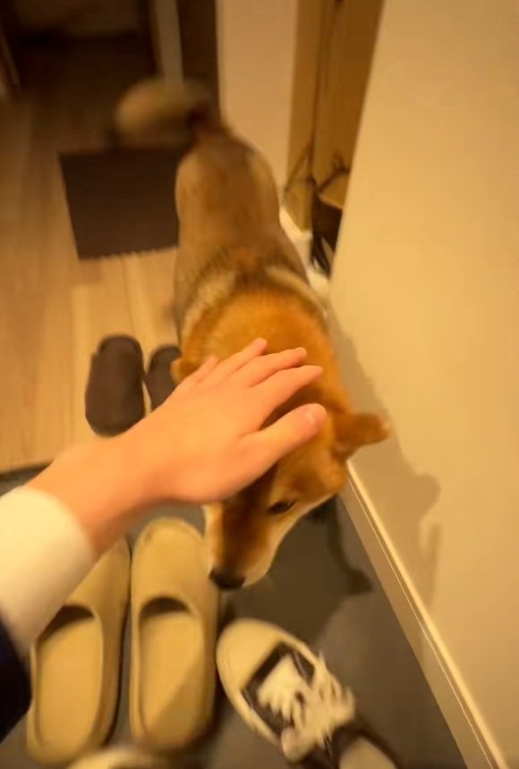 飼い主さんの元へついたイブキくん