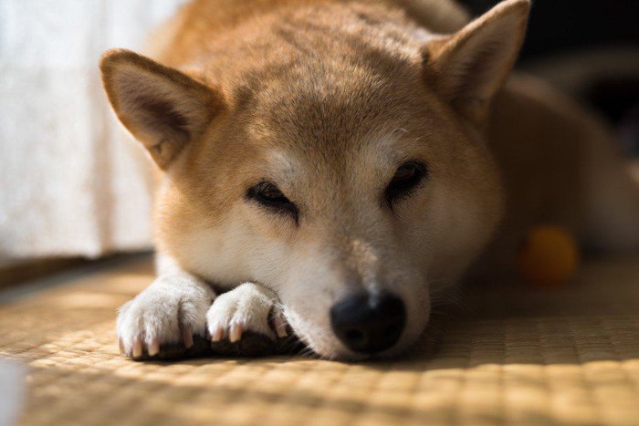 日向ぼっこの柴犬