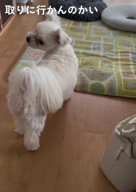 「取りに行かんのかい！！」