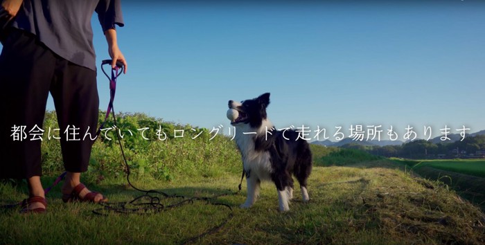 ボールをくわえて飼い主を見つめるボーダーコリー