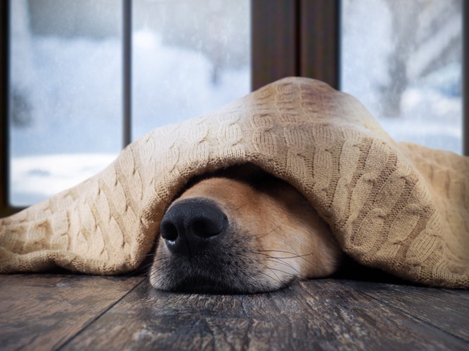 鼻だけ出している犬