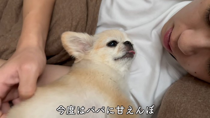 男性の顔を見る薄茶の犬