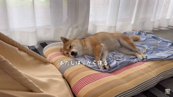 お昼寝する福ちゃん