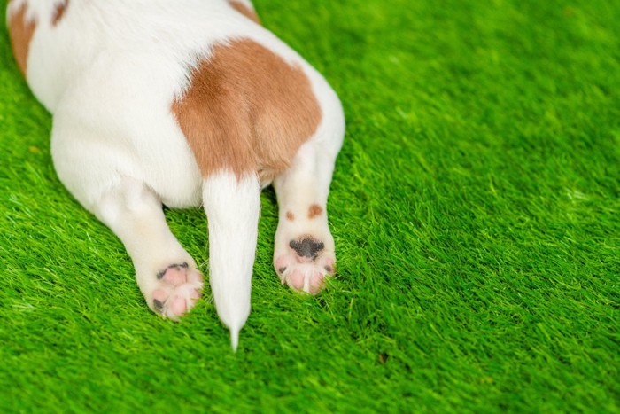 子犬のおしり