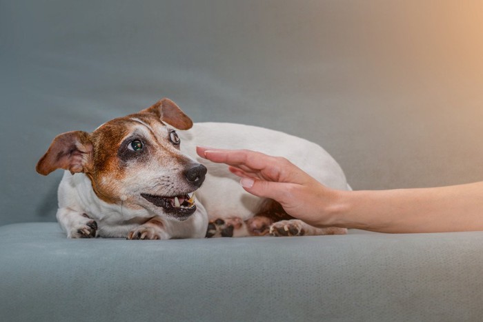 怯えた様子の犬に手をのばす